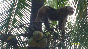 猴子摘椰子